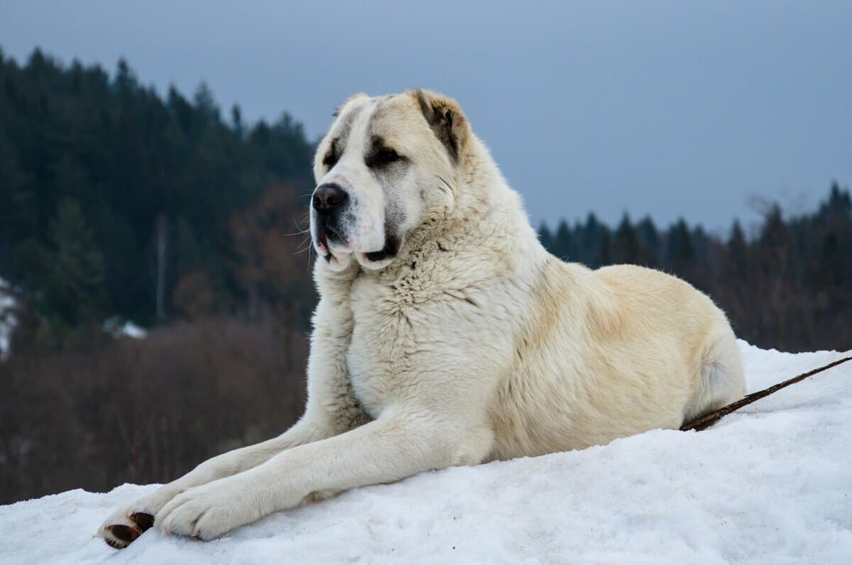 овен собака